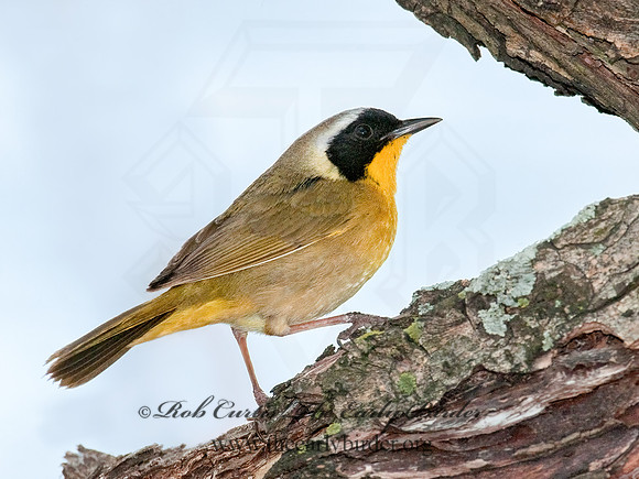 Geothylpis trichas  COMMON YELLOWTHROAT 3007335z