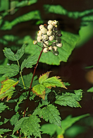 Actaea rubra  RED BANEBERRY 209805z
