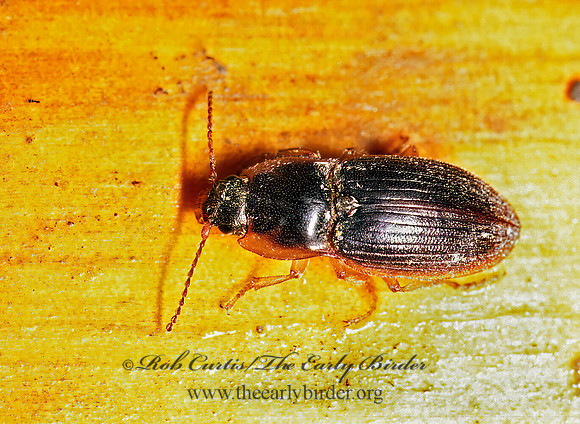 Hypolithus littoralis 242210z