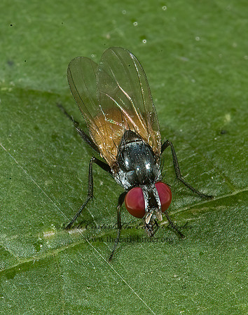 Fannia  FANNIID FLY 5011326z