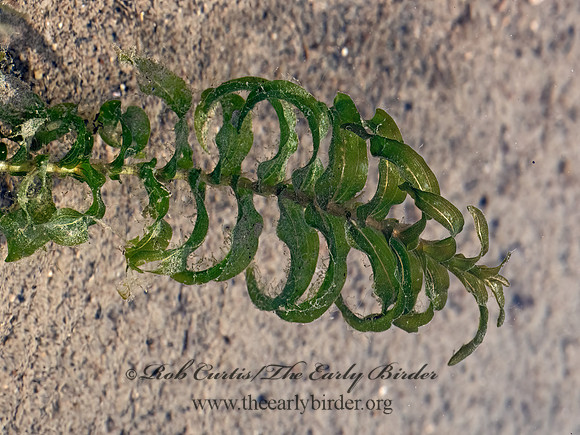 Potamogeton richardsonii  RICHARDSON'S PONDWEED 3024229z