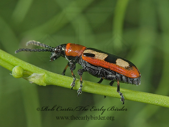 Crioceris asparagi ASPARAGUS BEETLE 5014828z