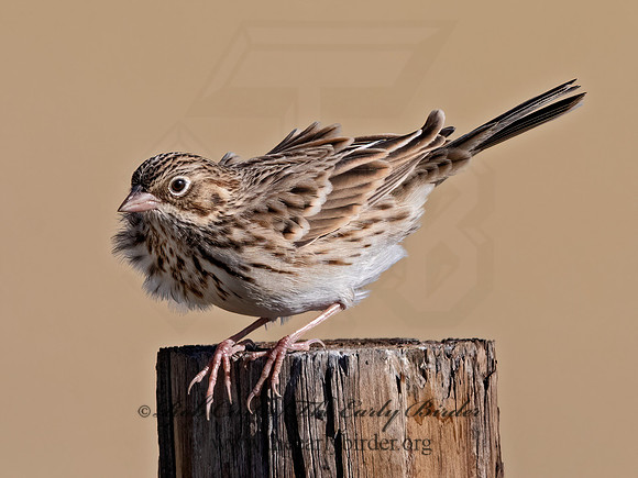 Pooecetes gramineus  VESPER SPARROW 3025619z