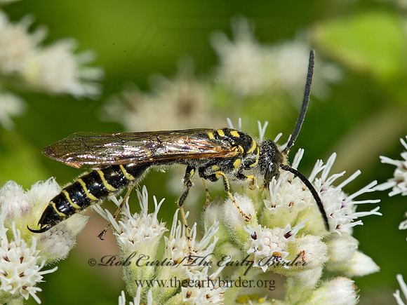 Myzinum  THYNNID WASP 9050956z