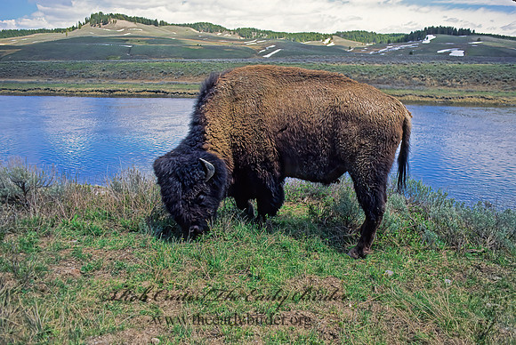 Bison bison  BISON 134029z
