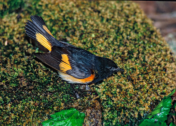 Setophaga ruticilla  AMERICAN REDSTART 190927z