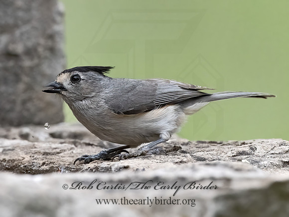 Baeolophus atricristatus  BLACK-CRESTED TITMOUSE 3035282z