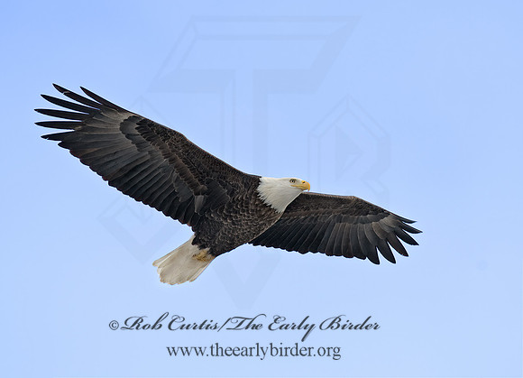 Haliaeetus leucocephalus  BALD EAGLE 8000133z
