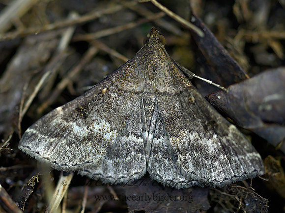 Renia factiosalis  SOCIABLE RENIA 1304521z