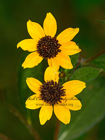 Bidens  BEGGARSTICK 1305509z