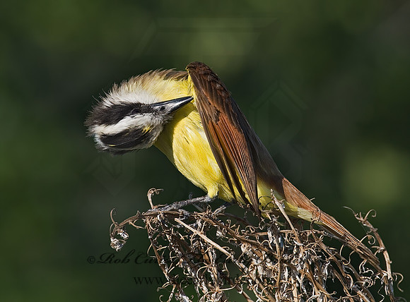 Pitangus sulphuratus  GREAT KISKADEE 7005752z
