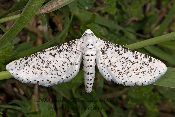 Acanthotoca graefii  SPECKLED ENNOMINAE 3036244z