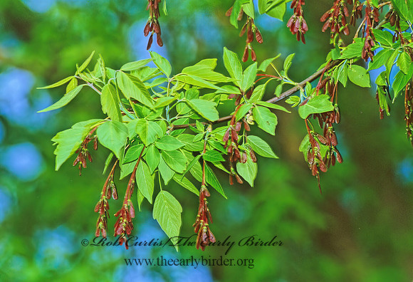 Acer negundo -BOX ELDER 289320z