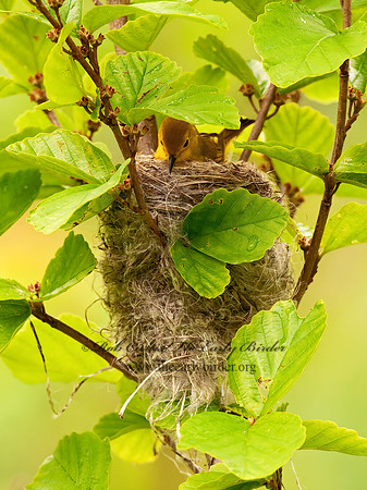 Setophaga petechia  YELLOW WARBLER 3002180z
