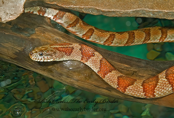 Nerodia sipedon  NORTHERN WATER SNAKE 4003265z