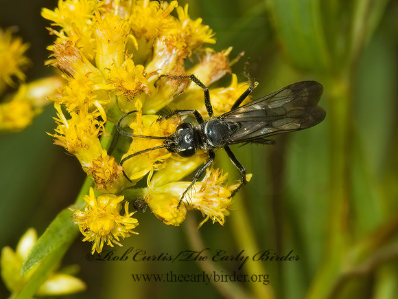 Episyron quinquenotatus  POMPILINI SPIDER WASP 5001151z