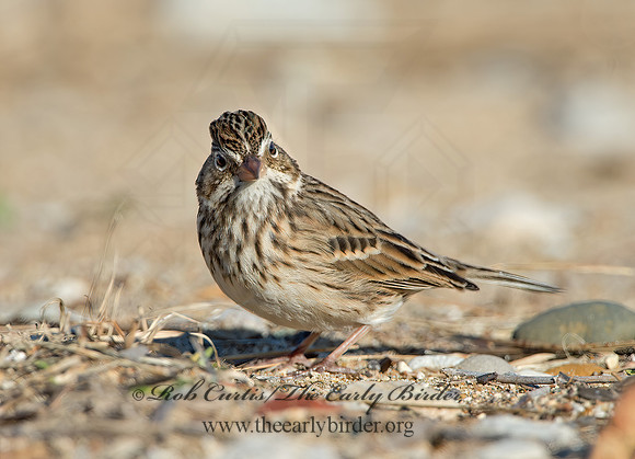 Pooecetes gramineus  VESPER SPARROW 9053828z