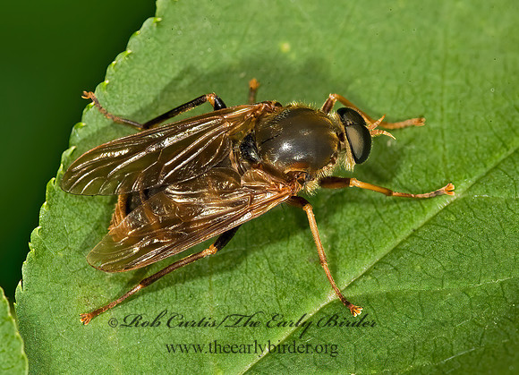 Coenomyia ferruginea XYLOPHAGID FLY 8014692z