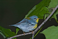 Setophaga americana NORTHERN PARULA 5007326z