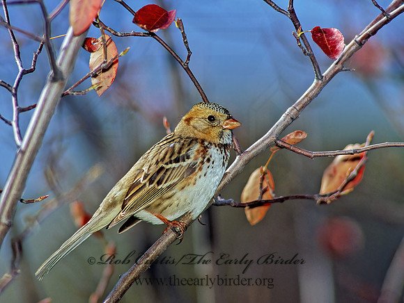 Zonotrichia querula  HARRIS'S SPARROW 117508z
