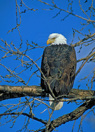 Haliaeetus leucocephalus  BALD EAGLE 142709z