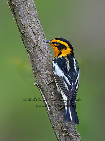 Setophaga fusca  BLACKBURNIAN WARBLER 8030915z