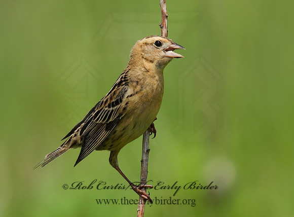 Dolichonyx oryzivorus  BOBOLINK 3008401z