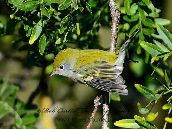 Setophaga pennsylvanica  CHESTNUT-SIDED WARBLER 9004428-1z
