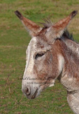 Equus asinus  DONKEY 8024234z
