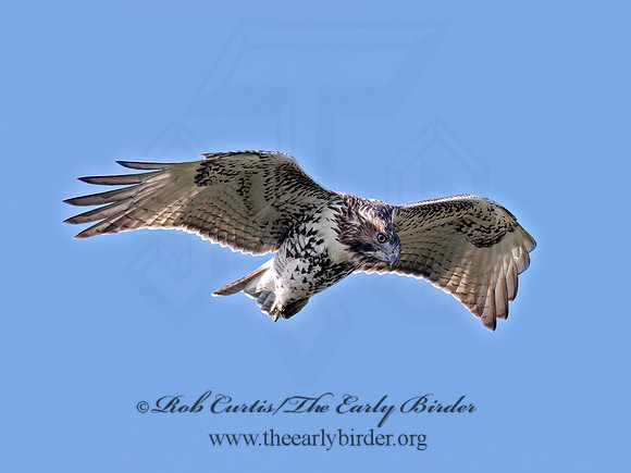Buteo jamaicensis RED-TAILED HAWK 3047200 (1)