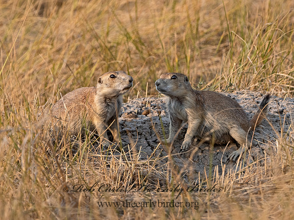 Cynomys ludovicianus  BLACK-TAILED PRAIRIE DOG 3023493z