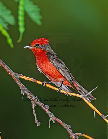 Pyrocephalus rubinus  VERMILION FLYCATCHER 92322Z