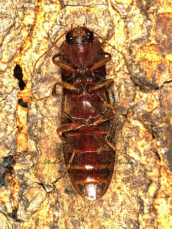 Hemicrepidius nemnonius 213105z
