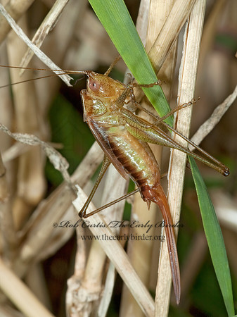 Conocephalus brevipennis  SHORT-WINGED MEADOW GRASSHOPPER  5002842z