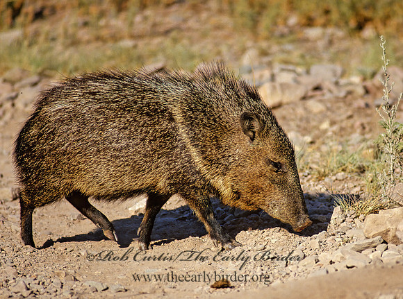 Tayassu angulatus  JAVELINA 56821z
