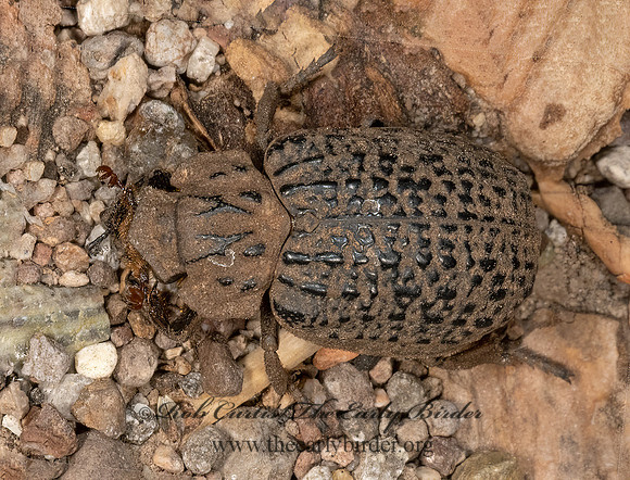 Omorgus punctatus  HASTATE HIDE BEETLE 3037958z