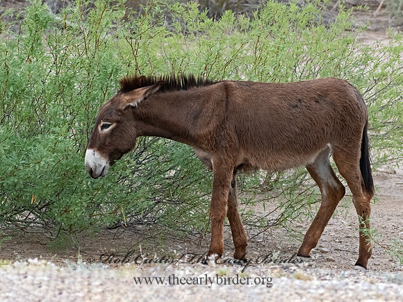 Equus asinus  DONKEY 3038197z