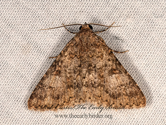 Matigramma emmilta  OMPTERINI EREBID MOTH 3038152z