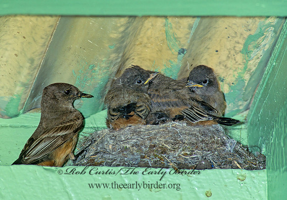 Sayornis sayi  SAY'S PHOEBE 152105z