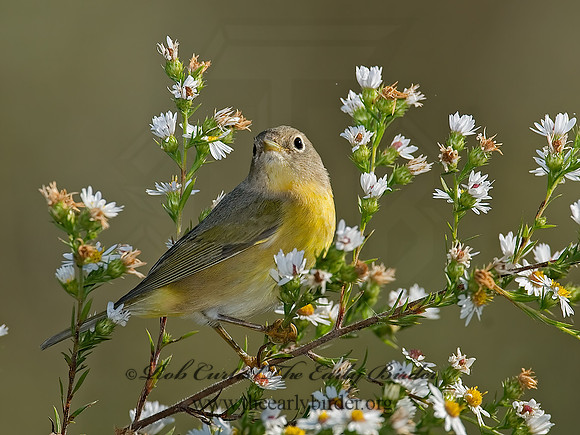 Oreothlypis ruficapilla  NASHVILLE WARBLER 7013022 z