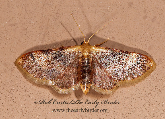 Idaea demissaria RED-BORDERED WAVE MOTH 8023406z