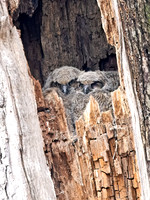 Bubo virginianus GREAT HORNED OWL 9067718z