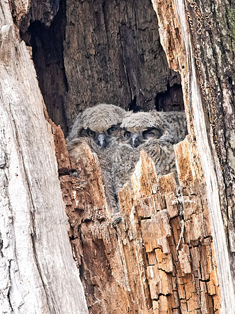 Bubo virginianus  GREAT HORNED OWL 9067718z