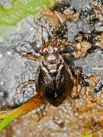 Salda  SHOREBUG 3013677z