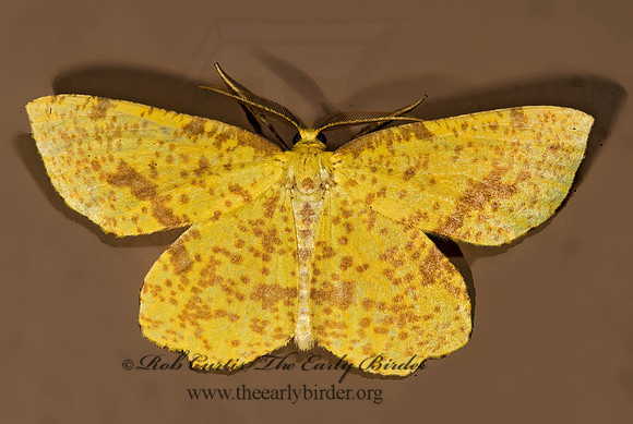 Xanthotype attenuaria CROCUS GEOMETER 8008219z