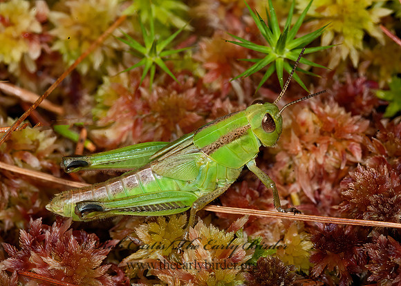 Melanoplus bivittatus femoratus  2-STRIPED  GRASSHOPPER 8034467z