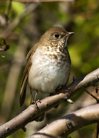Catharus minimus  GRAY-CHEEKED THRUSH 8018707z