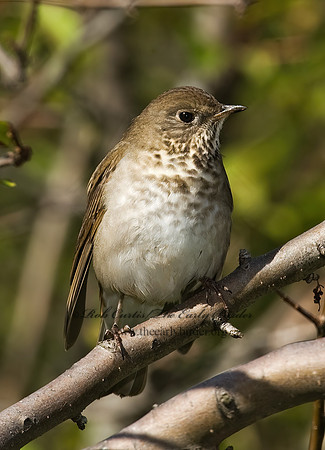 Catharus minimus  GRAY-CHEEKED THRUSH 8018707z