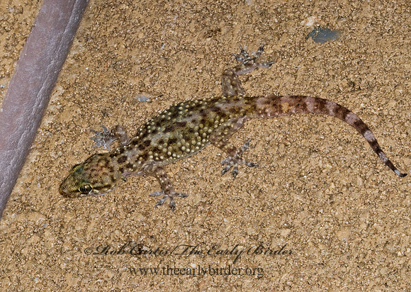 Hemidactylus turcicus  MEDITERRANEAN GECKO 7002999z