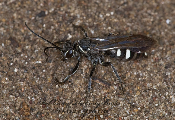 Episyron quinquenotatus  POMPILINI SPIDER WASP 6008669z